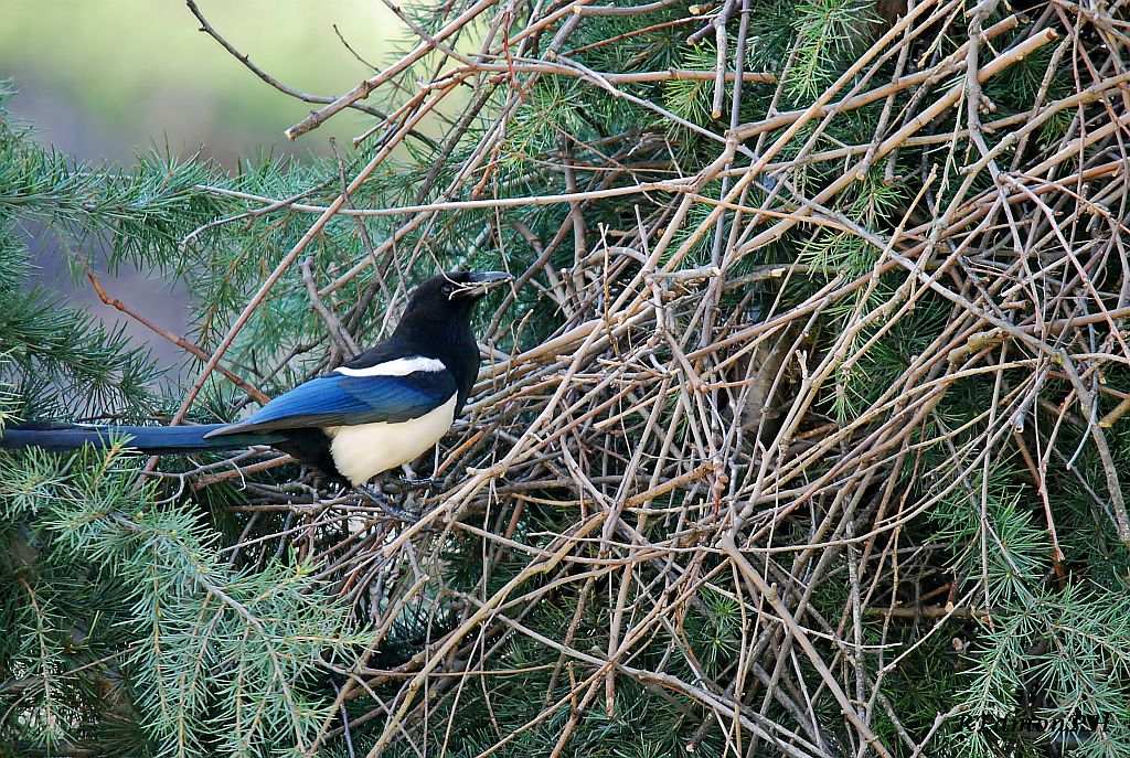 La Gazza e la sua casa